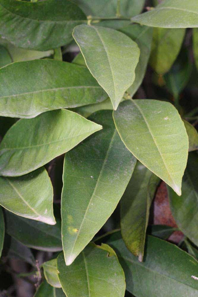            Shade leaves (Riverside, CA)   